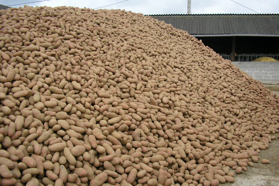 Pommes de terre entières